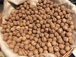 Walnuts harvest under the sun