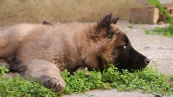 Dog Puppy Animal