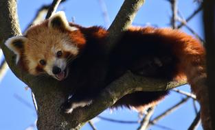 Red Bear Panda ailurus
