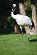 Bird Crane Animal