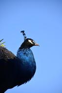 Bird Blue Nature