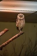 Owl Zoo Bird