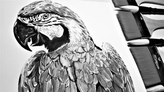 Parrot Macaws Brush