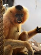 Monkey Animal Nature