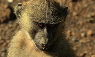 Monkey Africa Animal