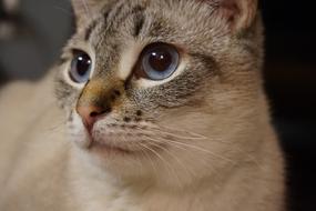 Cute Cat Mammal