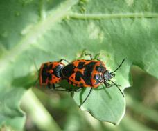Insect Beetle Bug