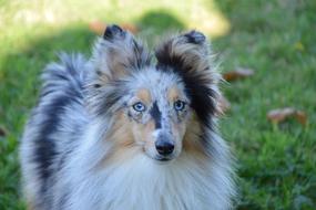 Dog Bitch Shetland Sheepdog Blue