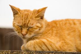sleeping cat in the sun