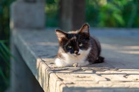 Black and white Kitten Cat