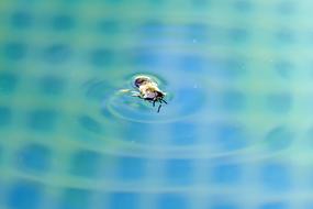 Insect Water Swim