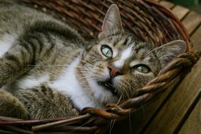 Cat Domestic Pet