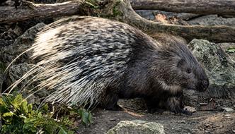 wild Porcupine with Spurs