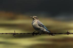 Bird Wildlife Nature