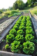 Growing cabbage in a bed