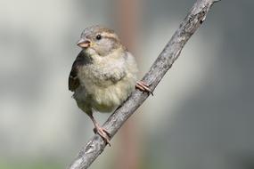 Bird Wildlife Nature