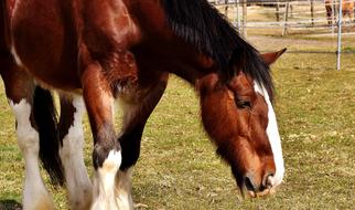 Shire Horse Coupling