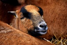 The face of a cute animal