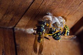 Insect Nature Animal