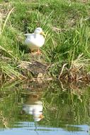 White Duck Ditch Waterfront