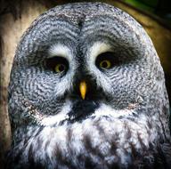 Bart Owl Bird