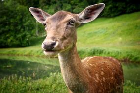 Mammal Grass Animal