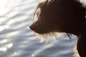 Dog Head Animal Chinese crested