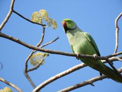 green tropical bird