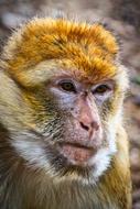Barbary Ape Monkey Mahogany