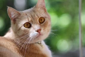 Animals Cute Cat