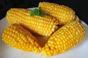 juicy boiled corn