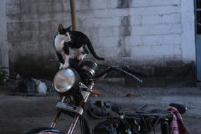 Cat Moto Motorcycle