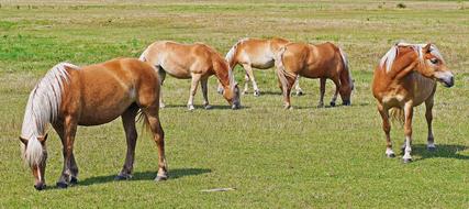 Haflinger Horses Light Brown