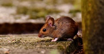 little wild mouse in the trees