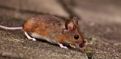 Wood Mouse Rodent Nager