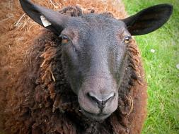 Sheep Pet Livestock