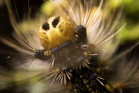 Caterpillar Gypsy Macro