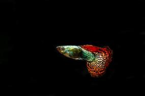 Guppies Ornamental Fish