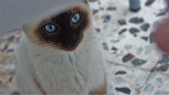 Nice Animal Eye