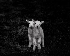 Lambs Sheep Livestock