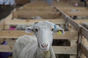 Sheep Pen Sheared
