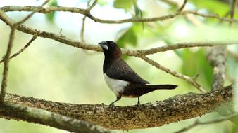 White Rumped Munia