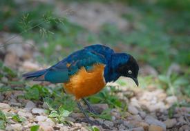 Bird Wildlife Nature