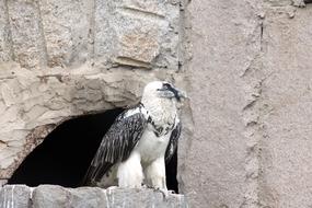 Bearded Vulture Gypaetus Barbatus