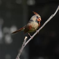 Bird Wildlife Nature