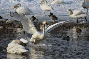 swans on Lake Waterside