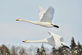 Animal Sky Bird Wild