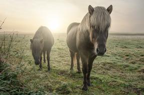 Horses Field Animal