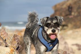 Animal Dog Nature