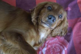 Dog Beautiful Animal